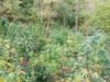 Els Mossos localitzen una plantació de més de 400 plantes de marihuana a Viladrau